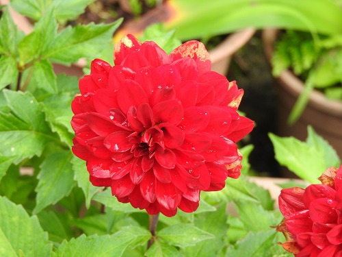 花15