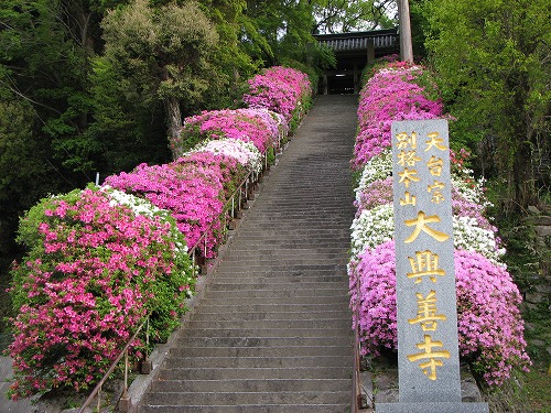 つつじ寺3