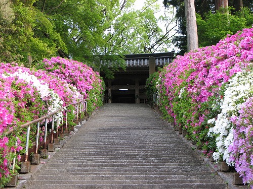つつじ寺4