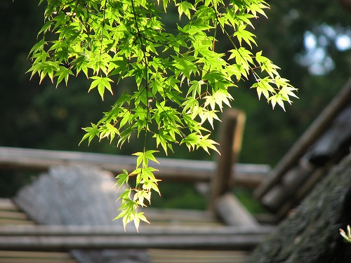 つつじ寺24