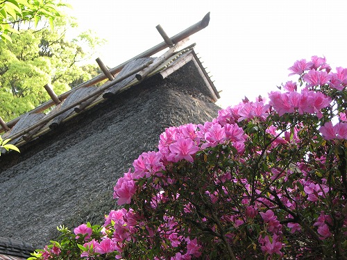 つつじ寺25