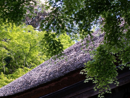 つつじ寺34