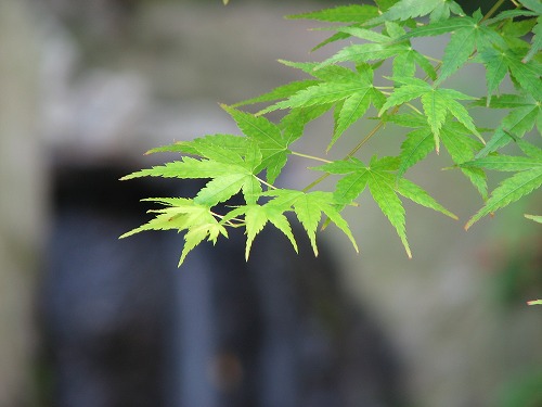 お茶処13