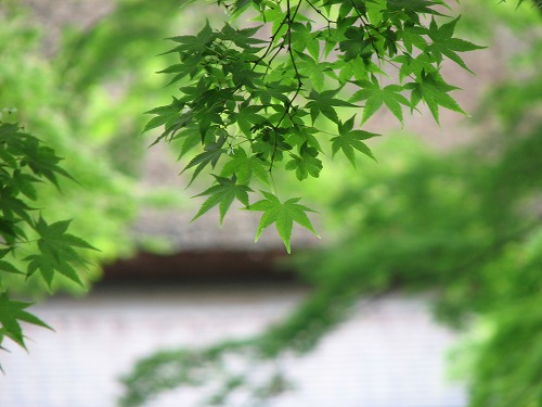 大興善寺5