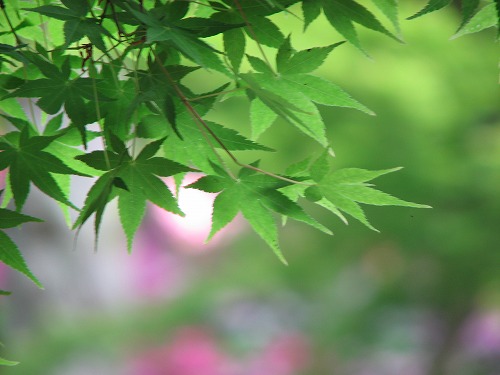 大興善寺14