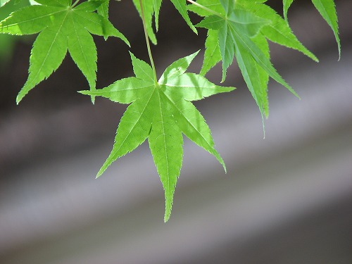 大興善寺21