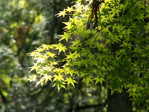 大興善寺22