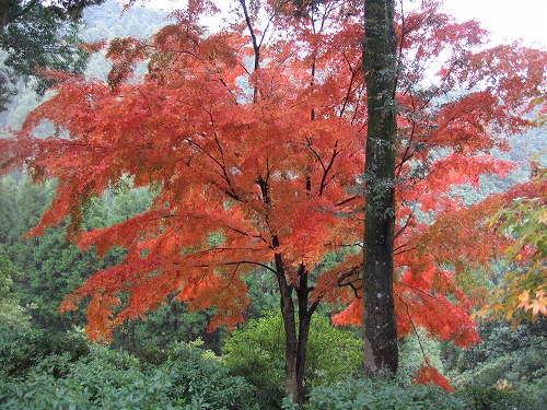 大興善寺公園6