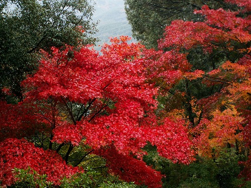 大興善寺公園23