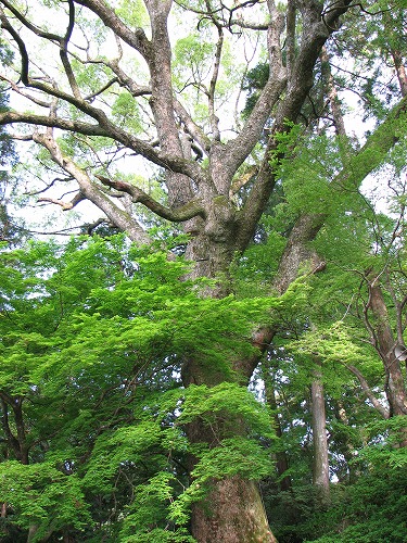 大興善寺23