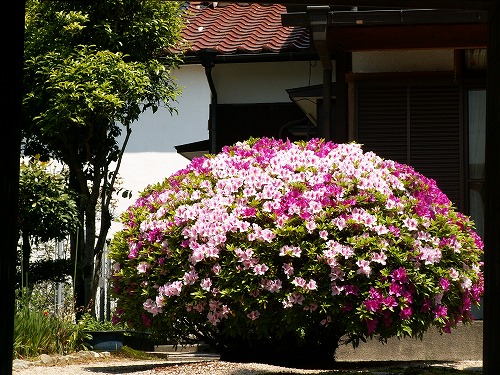 大興善寺参道32