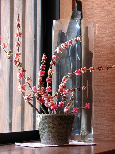 花吹木4