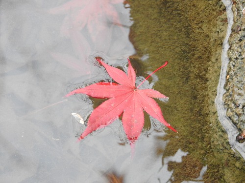 西渓公園7