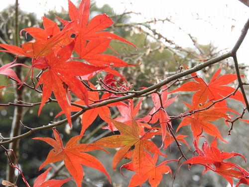 西渓公園8