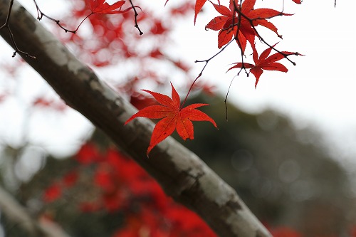 西渓公園3