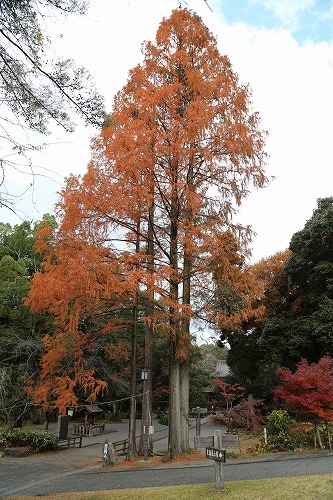 多久聖廟19