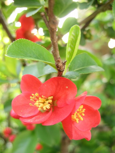七福神16