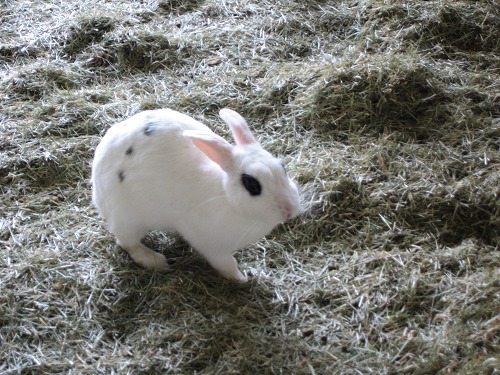 うさぎ広場2