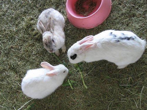 うさぎ広場8