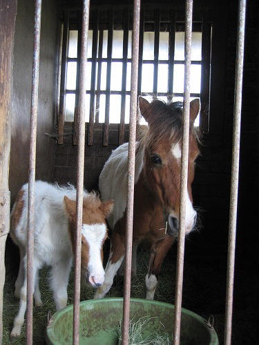 動物ふれあい広場1