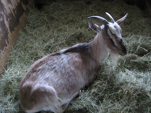 動物ふれあい広場3