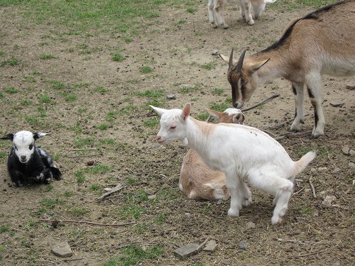 動物ふれあい広場8