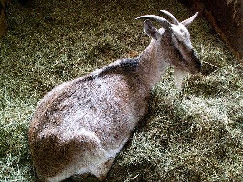 動物ふれあい広場13