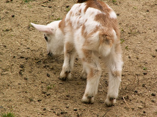 動物ふれあい広場15