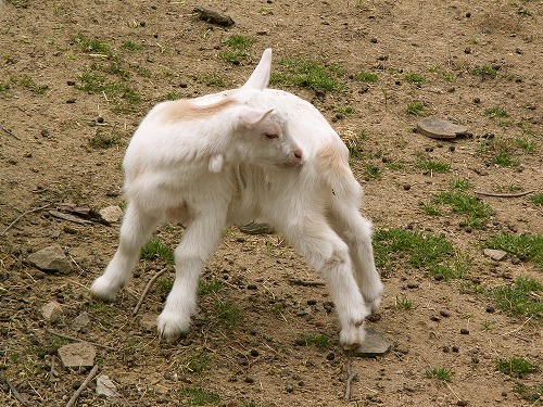 動物ふれあい広場20