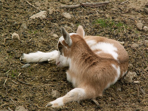 動物ふれあい広場23