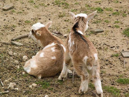 動物ふれあい広場24