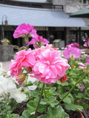 どんぐり村14