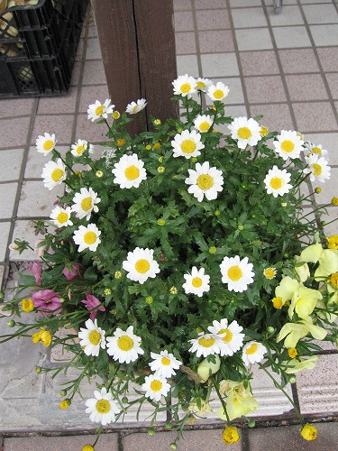 どんぐり村18