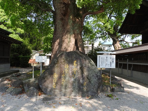 与賀神社の大楠19
