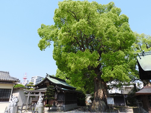 与賀神社の大楠4