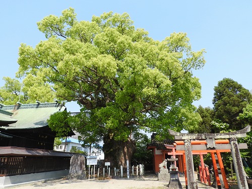 与賀神社の大楠6