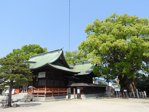 与賀神社の大楠5