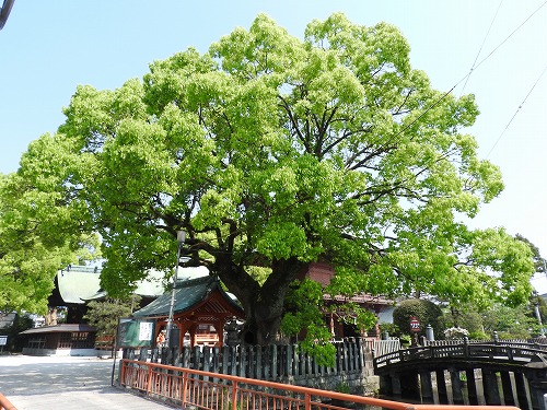 与賀神社の大楠7