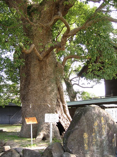 与賀神社の大楠11