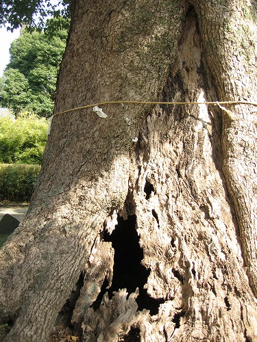 与賀神社の大楠18
