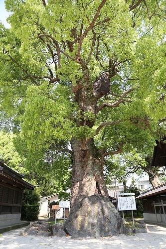 与賀神社の大楠15