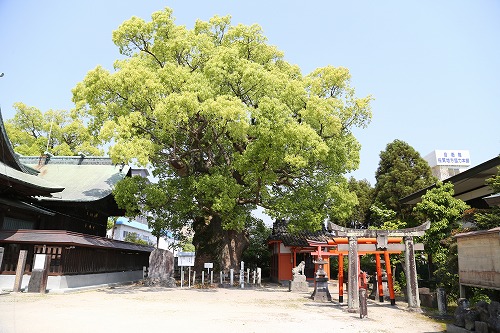 与賀神社の大楠3