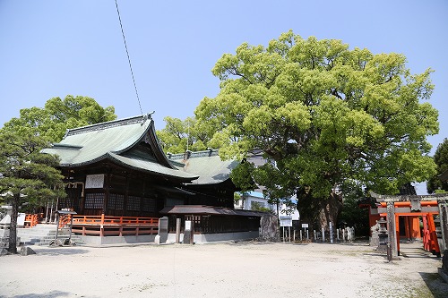 与賀神社の大楠2