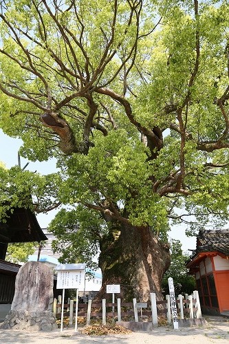 与賀神社の大楠13