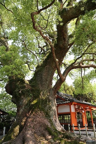 与賀神社の大楠14