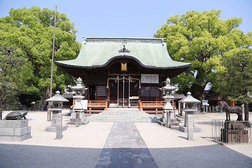 与賀神社の大楠8