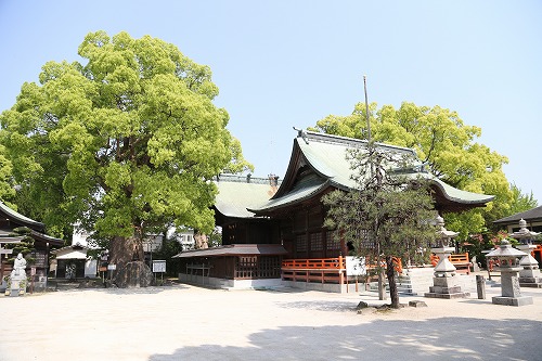 与賀神社の大楠9