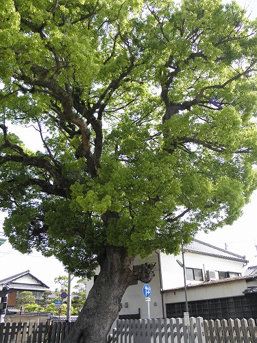 八坂神社3