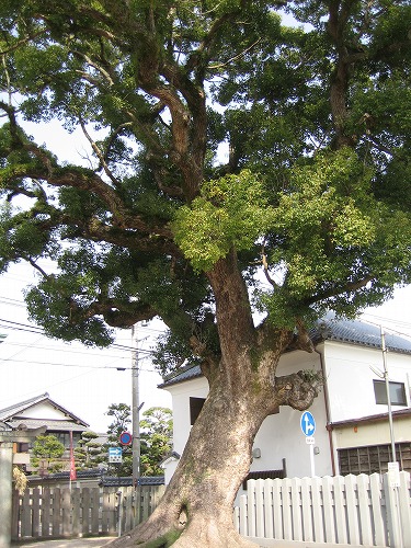 八坂神社4