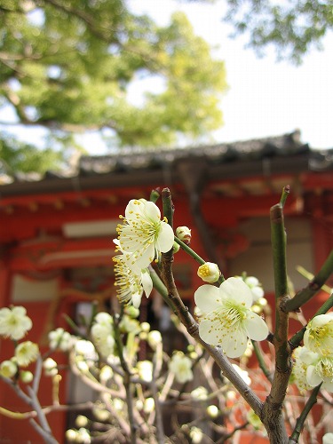 寶寿森稲荷神社14